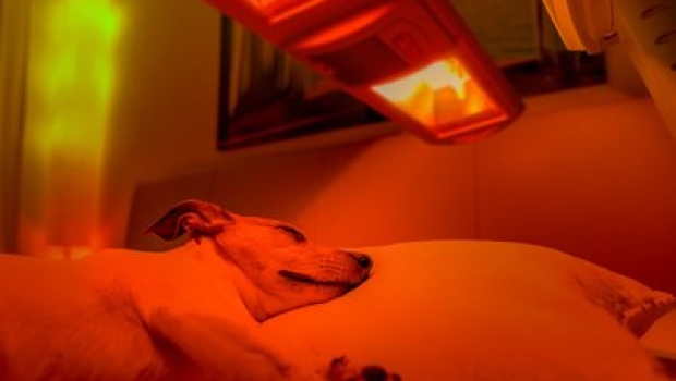 Rotlichtlampe bei Tieren anwenden